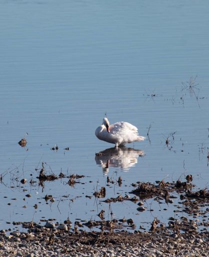 Crvenokljuni labud (Cygnus olor) na Morači 2022