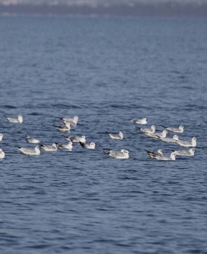 Obični galeb (Chroicocephalus ridibundus) u januaru