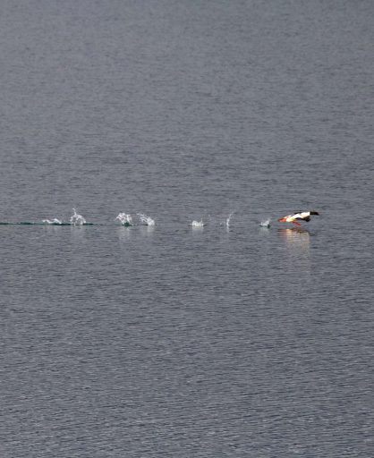 Par velikih ronaca (Mergus merganser) na Slanom jezeru kod Nikšića