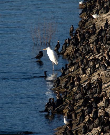 Velika bijela čaplja (Ardea alba) u grupi malih kormorana (Microcarbo pygmeus) na Skadarskom jezeru