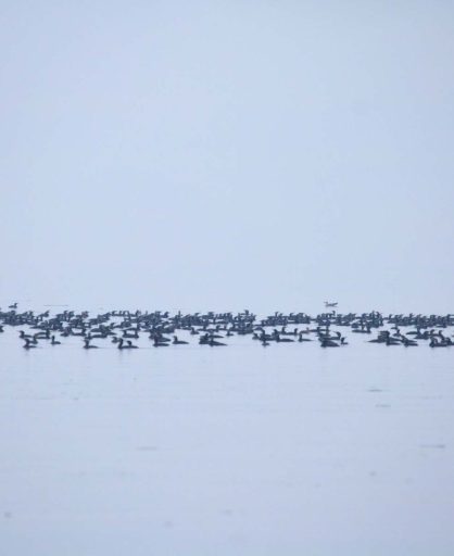 Veliki kormoran (Phalacrocorax carbo) na Skadarskom jezeru u januaru 2018